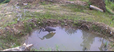 In contrast with awkward young owls, Great Blue Herons scarcely ruffle a feather catching frogs.  